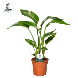 Hovedbilde hvit paradisfuglblomst - Strelitzia Nicolai  - ...