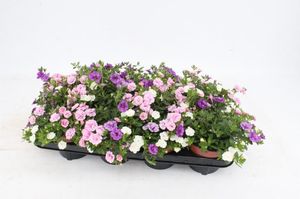 Hovedbilde Millionbells - Calibrachoa Trixi Petticoat  - ...