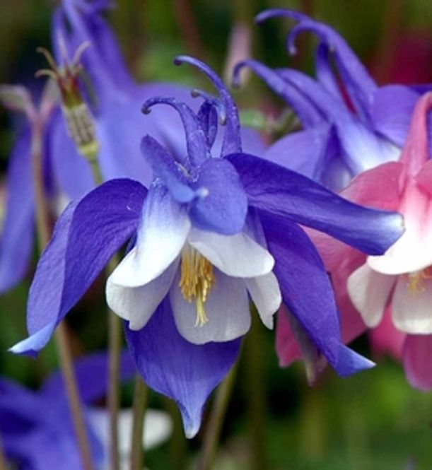 Hovedbilde Akeleje Spring Magic D13