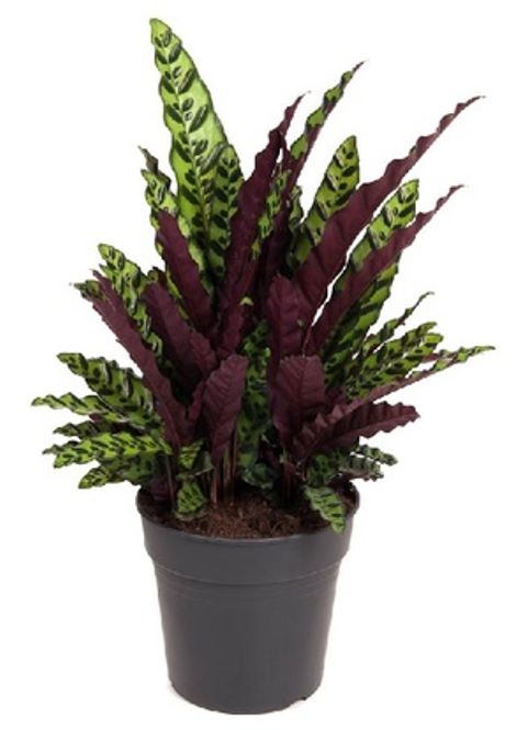 Hovedbilde Calathea lancifolia D12