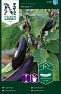 Hovedbilde Aubergine, Teresa F1