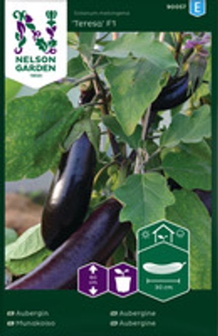Hovedbilde Aubergine, Teresa F1