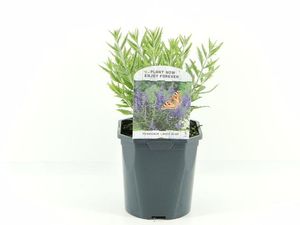 Hovedbilde Russisk salvie - Perovskia atriplicifolia Lacey ...