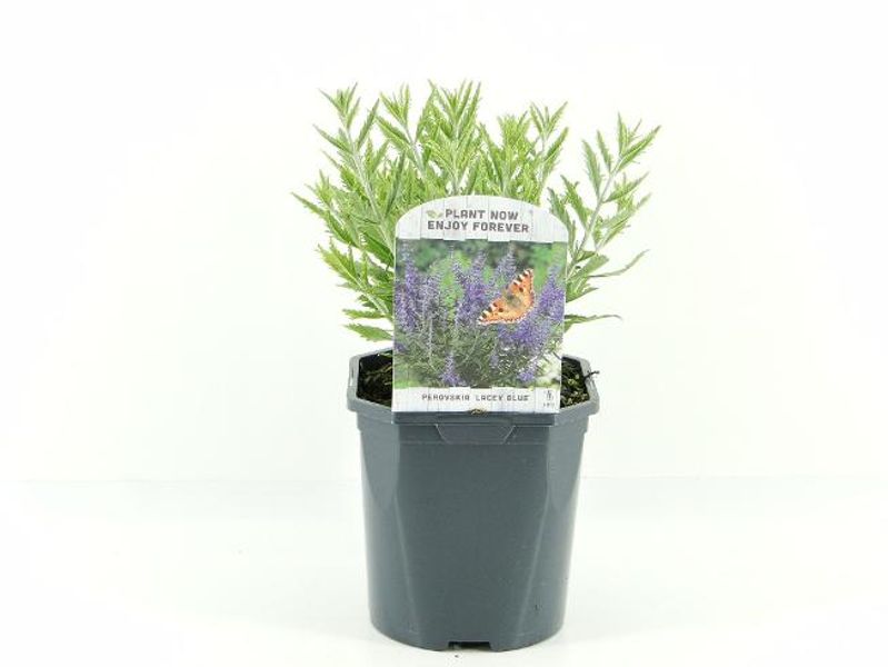 Russisk salvie - Perovskia atriplicifolia Lacey Blue  - 163892