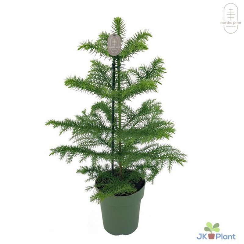 STUEGRAN - ARAUCARIA