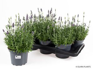Hovedbilde Lavendel - LAVANDULA ANGUSTIFOLIA 'HIDCOTE BLUE' ...