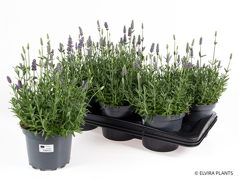 Lavendel - LAVANDULA ANGUSTIFOLIA 'HIDCOTE BLUE' 'HIDCOTE BLUE' - 162701