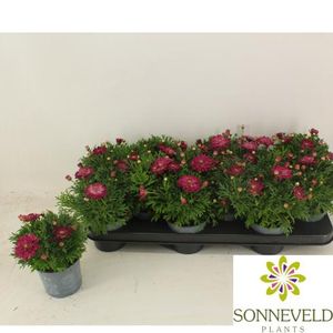 Hovedbilde Margeritt - Argyranthemum fru. La Rita Purple Red ...