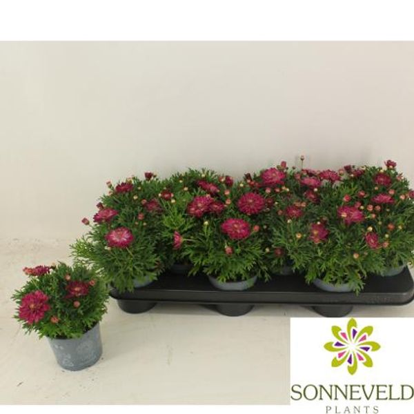 Margeritt - Argyranthemum fru. La Rita Purple Red  - 163892