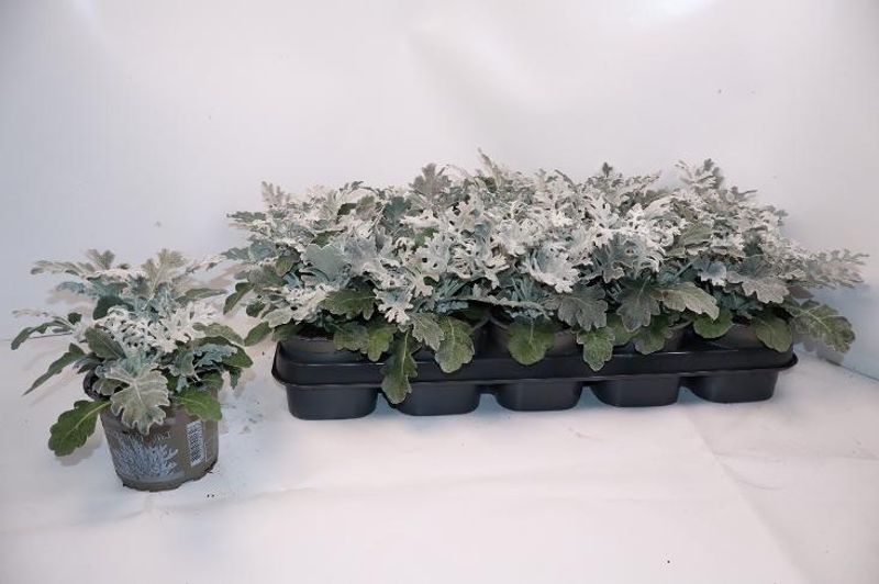 Sølvkrans - Senecio cineraria Silverdust  - 164850