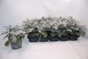 Hovedbilde S&oslash;lvkrans - Senecio cineraria Silverdust  - ...