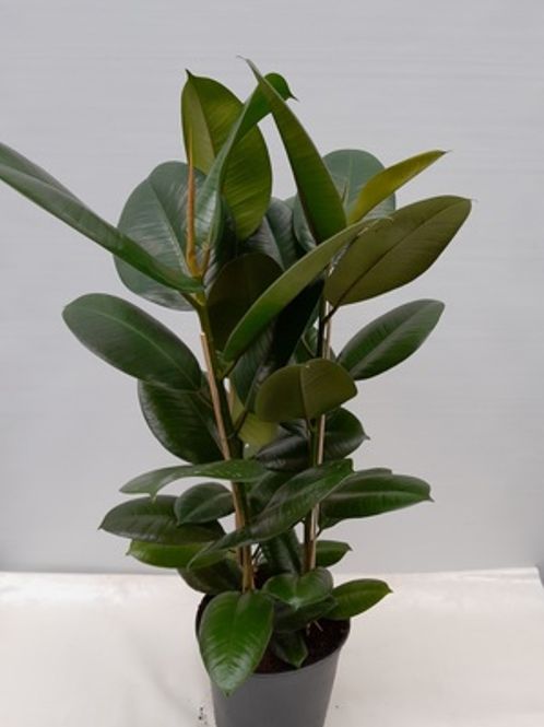 Hovedbilde Gummifiken Robusta D21