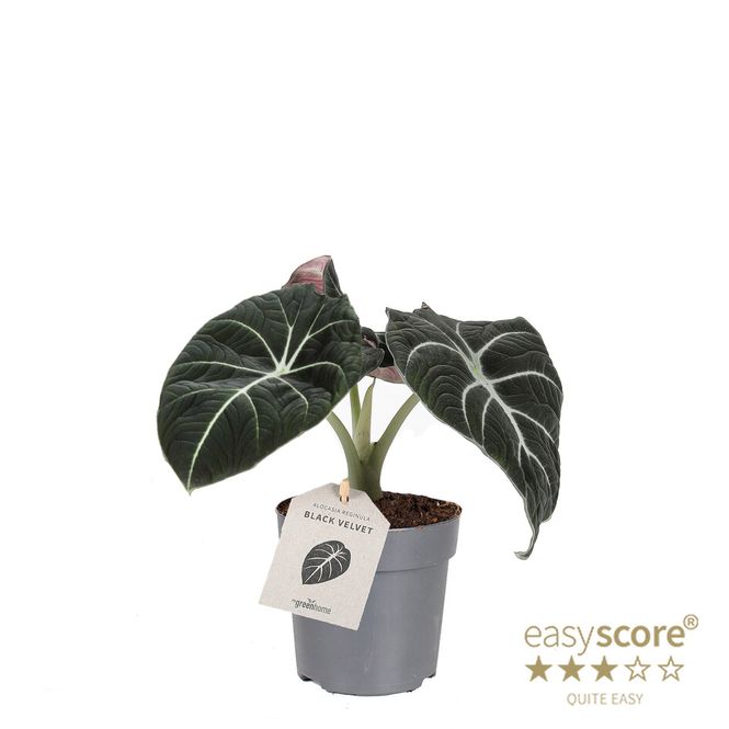 Hovedbilde ALOCASIA REGINULA  - 1190279