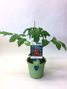 Hovedbilde Tomat - LYCOPERSICON LYCOP./TOMAT 'GEMINI' - ...