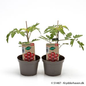 Hovedbilde Tomat - LYCOPERSICON LYCOP./TOMAT 'FAVORITA' - ...