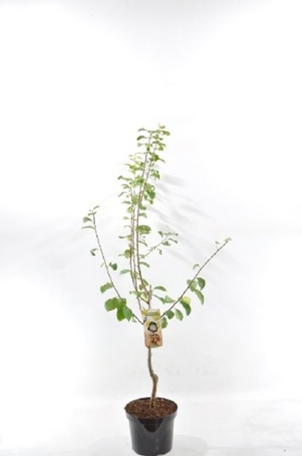 Hovedbilde Plommetre 'Reine C. D`oullins'