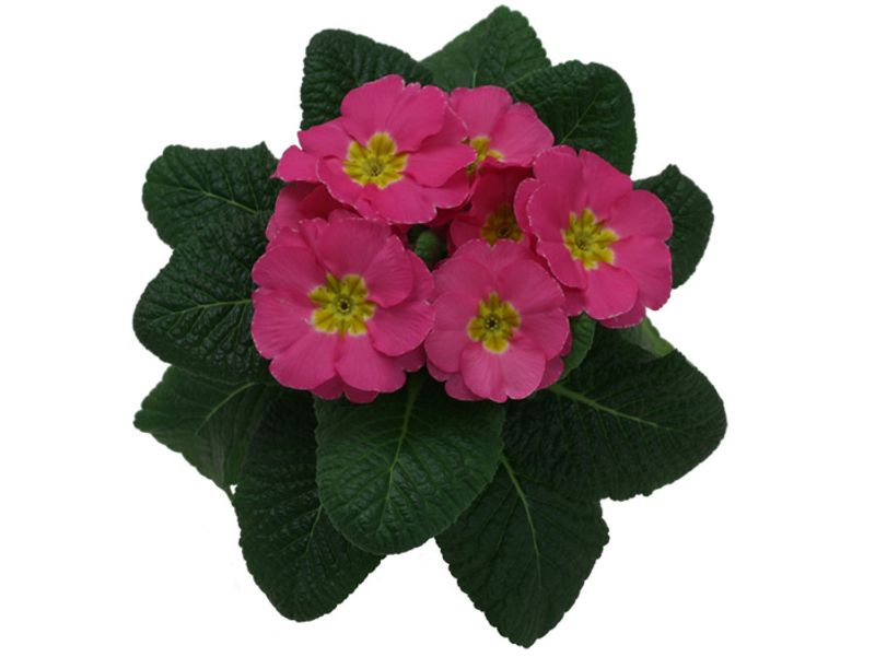 Primula vulgaris/acaulis P11 Standard