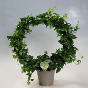 Hovedbilde EF&Oslash;Y B&Oslash;YLE