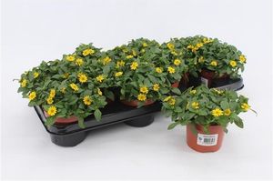 Hovedbilde Krypsolknopp - Sanvitalia procumbens  - 162709