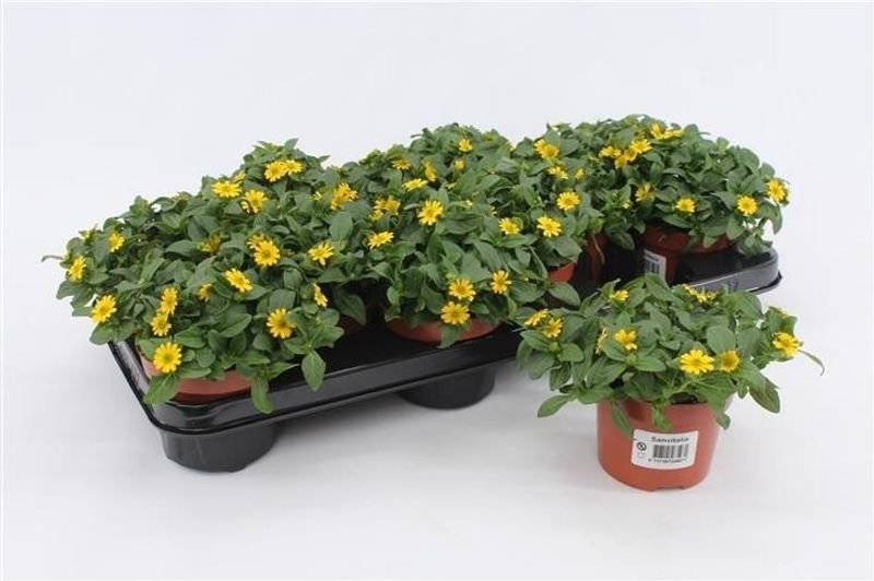 Krypsolknopp - Sanvitalia procumbens  - 162709