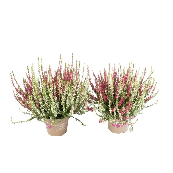Calluna vulgaris Garden Girls Twin