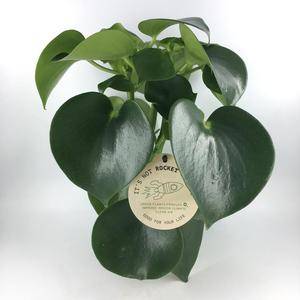 Hovedbilde Peperomia Raindrop/ Kinesisk pengetre D12