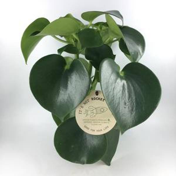 Peperomia Raindrop/ Kinesisk pengetre D12